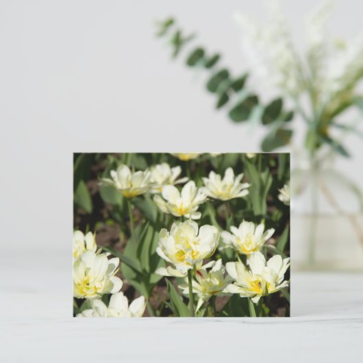 Weißes Tulpen-Foto Postkarte (Stehend Vorderseite)