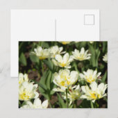 Weißes Tulpen-Foto Postkarte (Vorne/Hinten)