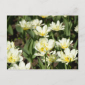 Weißes Tulpen-Foto Postkarte (Vorderseite)