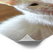 Weißes Türkisches Angora Katapult Poster (Ecke)