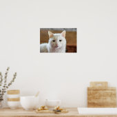 Weißes Türkisches Angora Katapult Poster (Küche)