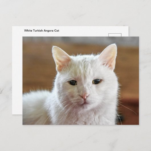 Weißes Türkisches Angora Katapult Postkarte (Vorne/Hinten)