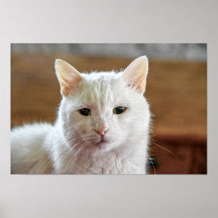 Weißes Türkisches Angora-Katzenporträt Poster