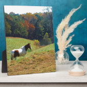 Weißes und braunes Pferd, Herbstteich Fotoplatte (Seite)