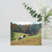 Weißes und braunes Pferd, Herbstteich Postkarte (Stehend Vorderseite)