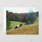 Weißes und braunes Pferd, Herbstteich Postkarte (Vorne/Hinten)