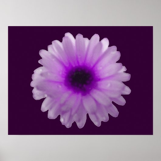 Weißes und Lila Marigold-Poster Poster (Vorne)