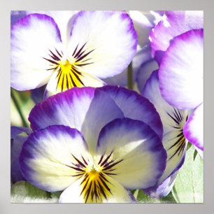 Weißes und lila Violas-Plakat Poster