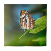 Weißes und orangefarbenes Schmetterling Fliese (Vorderseite)