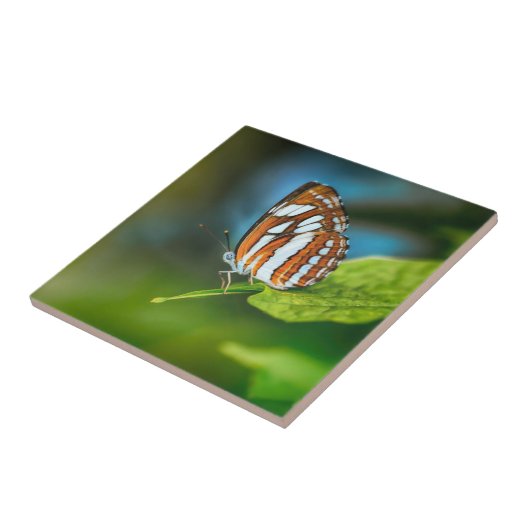 Weißes und orangefarbenes Schmetterling Fliese (Seite)