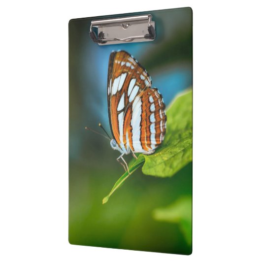 Weißes und orangefarbenes Schmetterling Klemmbrett (Links)