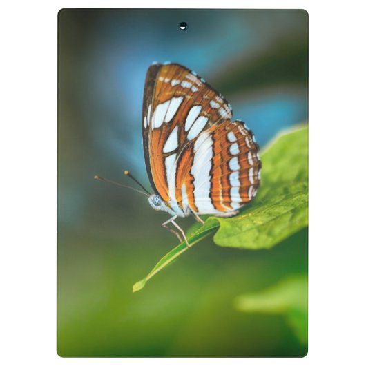 Weißes und orangefarbenes Schmetterling Klemmbrett (Rückseite)