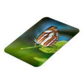 Weißes und orangefarbenes Schmetterling Magnet (Linke Seite)