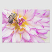 Weißes und rosa Dahlia mit Hummelpapier Seidenpapier (Vorderseite)