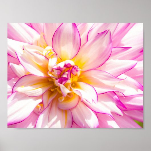 Weißes und rosa Dahlia-Poster Poster (Vorne)