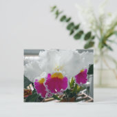 Weißes und rosa gebärtetes Iris Postkarte (Stehend Vorderseite)