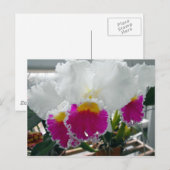 Weißes und rosa gebärtetes Iris Postkarte (Vorne/Hinten)