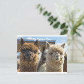 Weißes und rötlich-braunes, lockiges Alpaca-Paar Karte (Stehend Vorderseite)