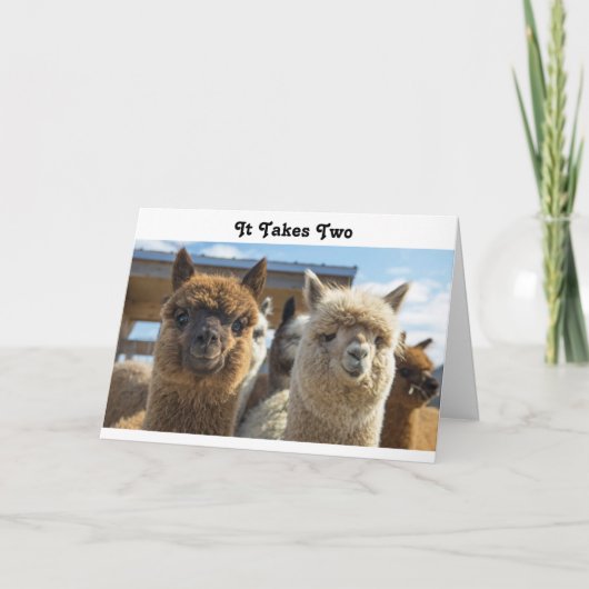 Weißes und rötlich-braunes, lockiges Alpaca-Paar Karte (Vorderseite)