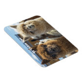 Weißes und rötlich-braunes, lockiges Alpaca-Paar Magnet (Rechte Seite)