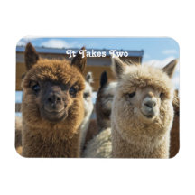Weißes und rötlich-braunes, lockiges Alpaca-Paar