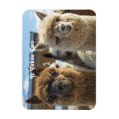 Weißes und rötlich-braunes, lockiges Alpaca-Paar Magnet (Vertikal)