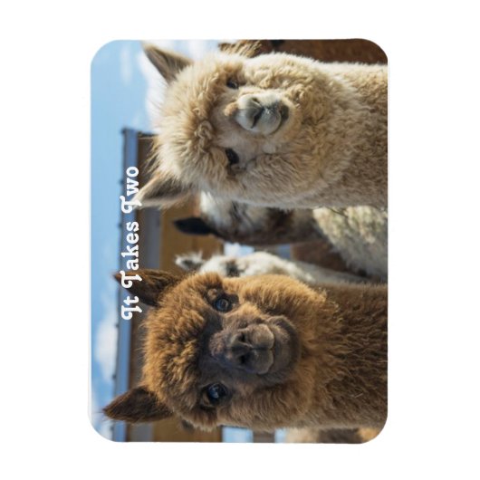Weißes und rötlich-braunes, lockiges Alpaca-Paar Magnet (Vertikal)