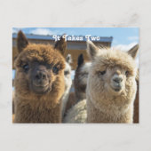 Weißes und rötlich-braunes, lockiges Alpaca-Paar Postkarte (Vorderseite)