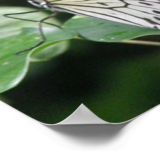 Weißes und schwarzes Schmetterling Print Poster (Ecke)