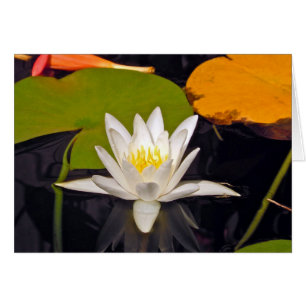 Weißes Wasser-Lilie