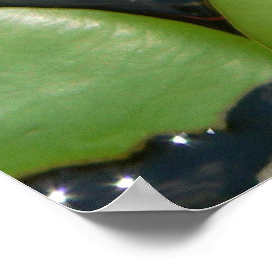 Weißes Wasser-Lippenpflaster Poster (Ecke)