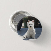 Weißes Westhochland Terrier, das auf Bürgersteig Button (Vorne & Hinten)