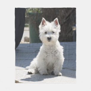 Weißes Westhochland Terrier, das auf Bürgersteig Fleecedecke