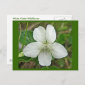 Weißes Wild-Violett-Koordinaten Postkarte (Vorne/Hinten)