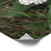 Weißes Wildblumen drucken Poster (Ecke)