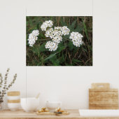 Weißes Wildblumen drucken Poster (Küche)