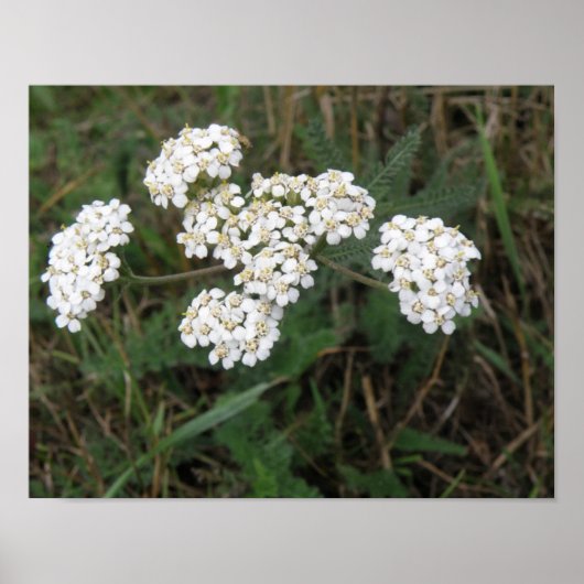 Weißes Wildblumen drucken Poster (Vorne)