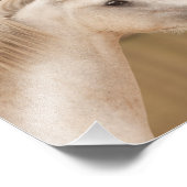 Weißes Wildpferd Fotodruck (Ecke)