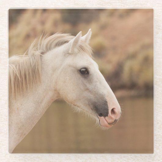 Weißes WildPferd Glasuntersetzer (Vorderseite)