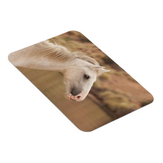 Weißes WildPferd Magnet (Rechte Seite)