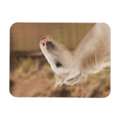 Weißes WildPferd Magnet (Horizontal)