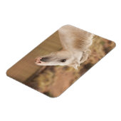 Weißes WildPferd Magnet (Linke Seite)