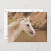 Weißes Wildpferd Postkarte (Vorne/Hinten)