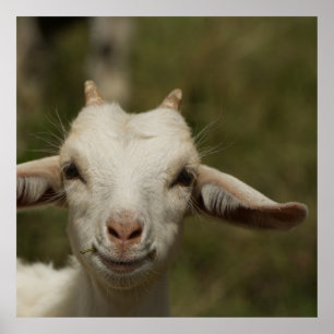 Weisses Ziegenlamm beobachtet interesiert den Beob Poster