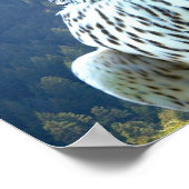 Weißfalke Poster (Ecke)