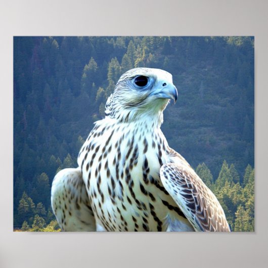 Weißfalke Poster (Vorne)