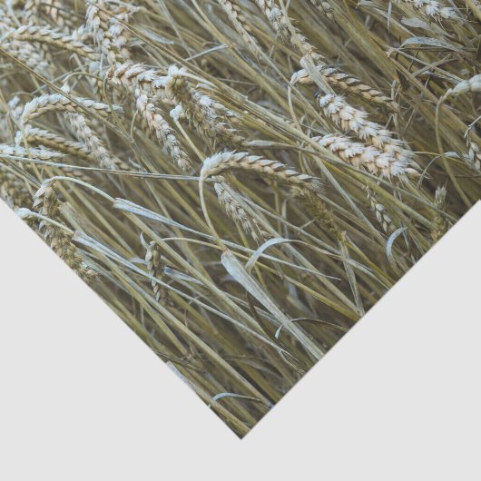 Weißfeldgewebe Seidenpapier (Ausschnitt)