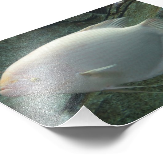 Weißfisch Fotodruck (Ecke)