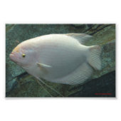 Weißfisch Fotodruck (Vorne)