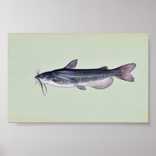 Weißfisch Poster (Vorne)